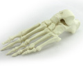 Buy One 12323 Foot, Synthetic Drilled Foot Bone